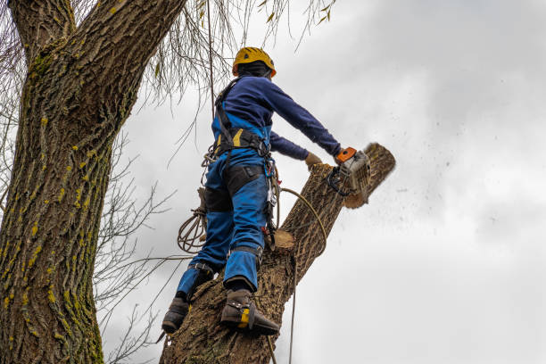 Ixonia, WI Tree Care Services Company